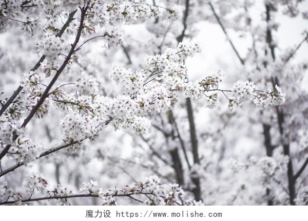 春天校园樱花桃花背景图片